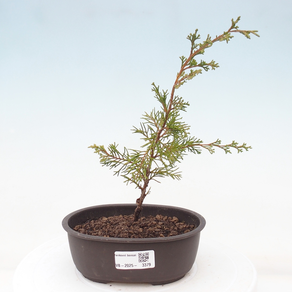 Bonsai voor buiten - Juniperus chinensis Itoigawa