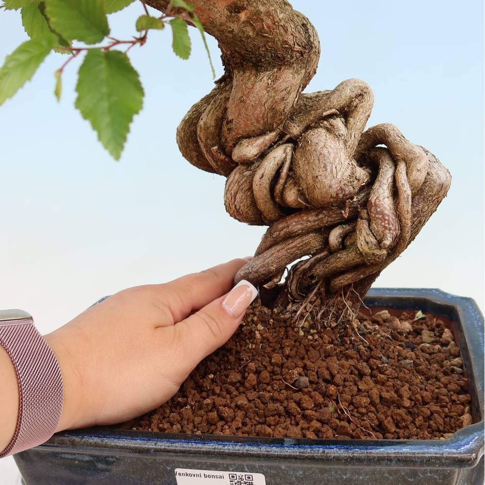Bonsai voor buiten -Carpinus Coreana - Koreaanse haagbeuk