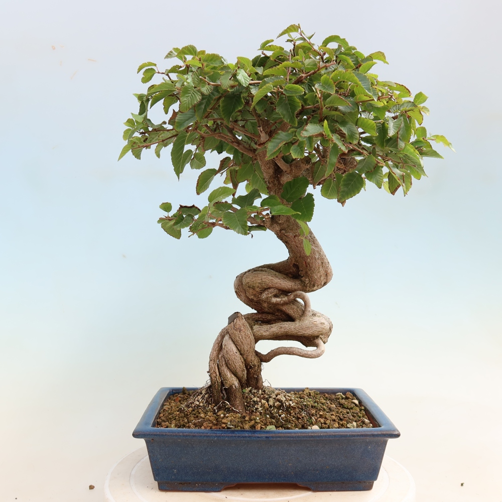 Bonsai voor buiten -Carpinus CARPINOIDES - Koreaanse haagbeuk