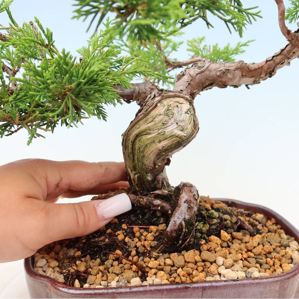 Bonsai voor buiten - Juniperus chinensis Itoigawa
