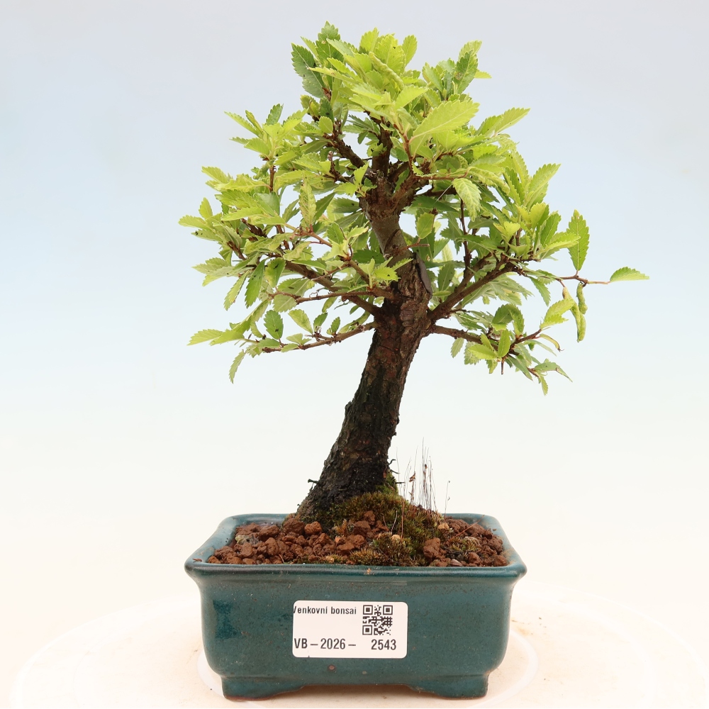 Bonsai voor buiten - Zelkova - Zelkova NIRE