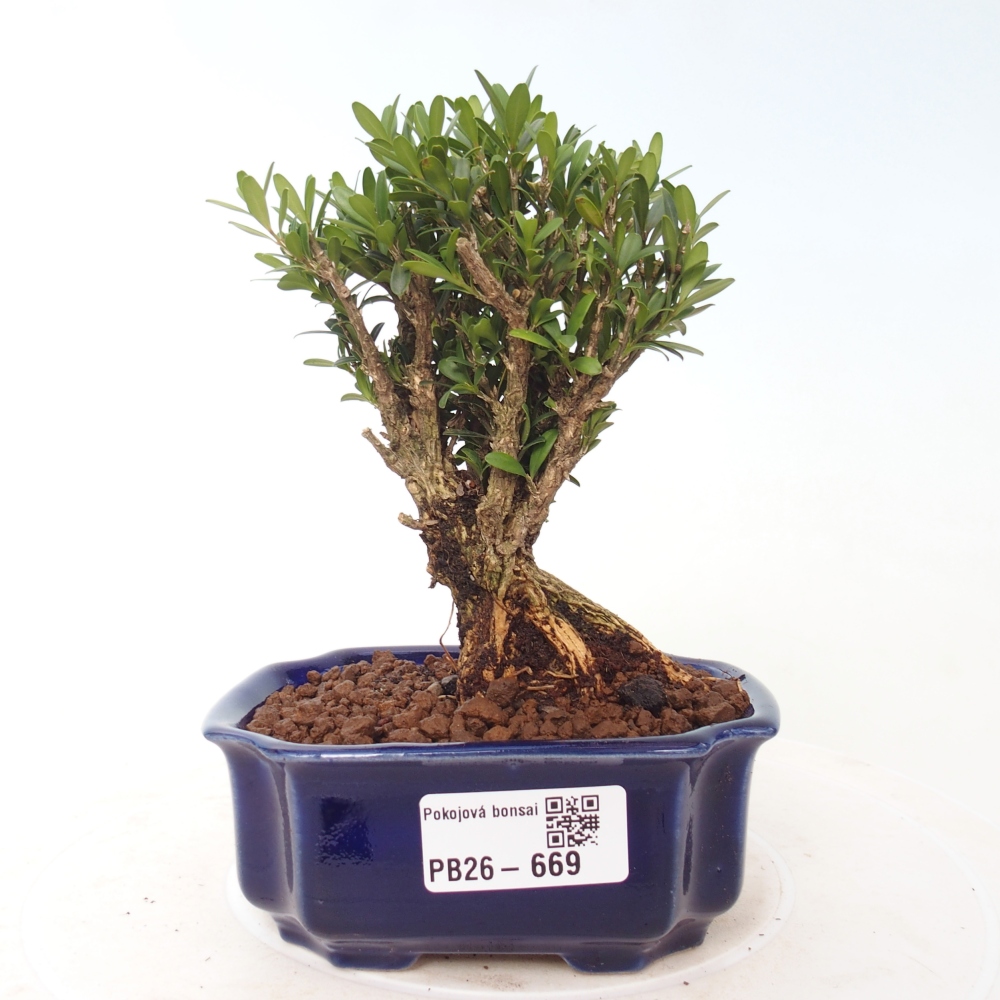 Kamerbonsai - Buxus harlandii - kurk buxus