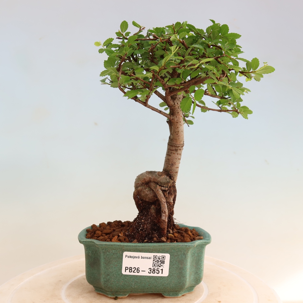 Kamerbonsai - Ulmus parvifolia - Winteriep