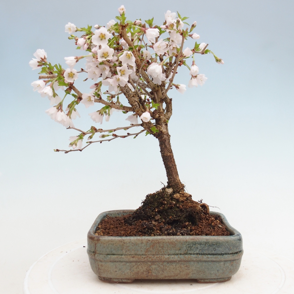 Bonsai voor buiten - Prunus incisa Kojou-no mai-Plivon uitgesneden