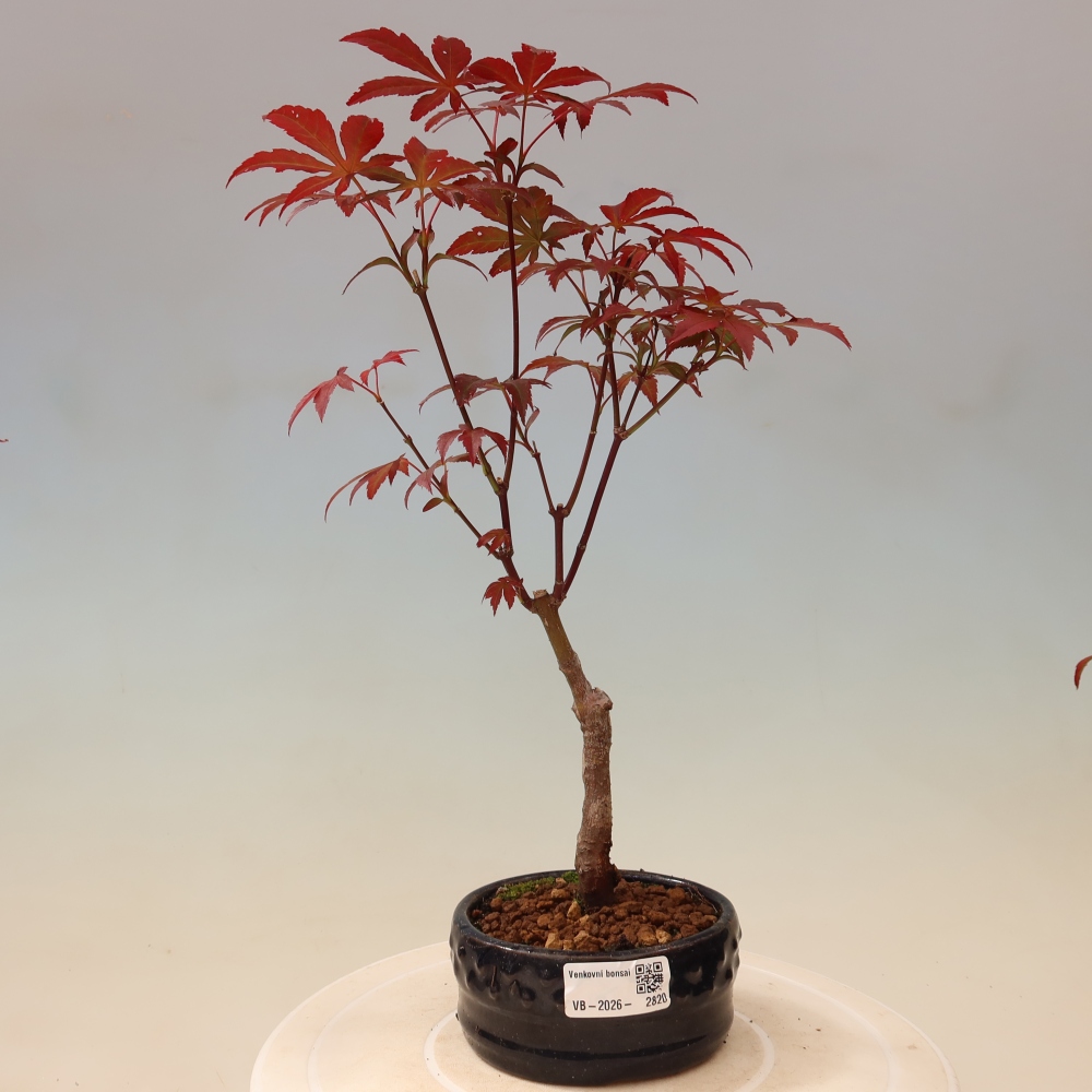 Bonsai voor buiten - Acer palm. Atropurpureum-Javorpalm