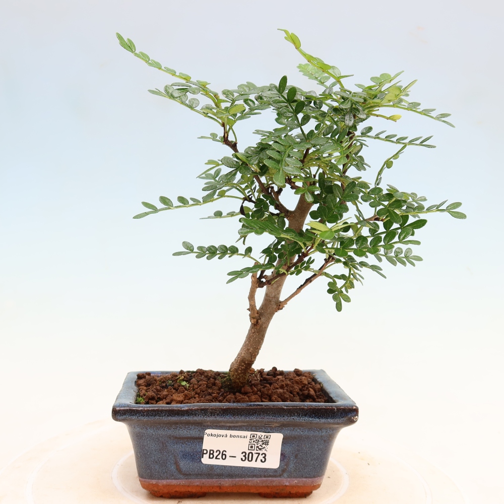 Kamerbonsai - Zantoxylum piperitum - peperboom