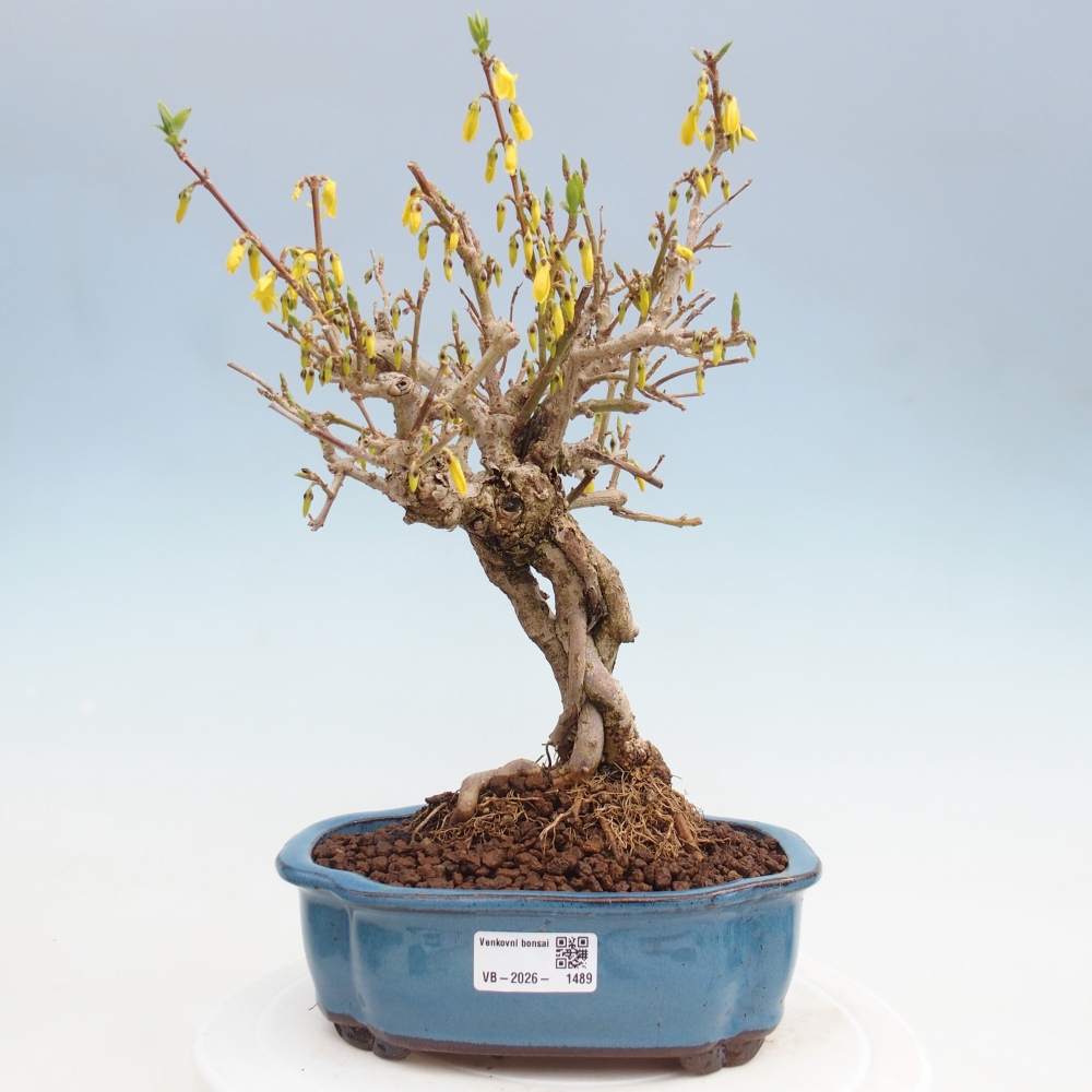 Bonsai voor buiten - Zlatice - Forsythia koreana