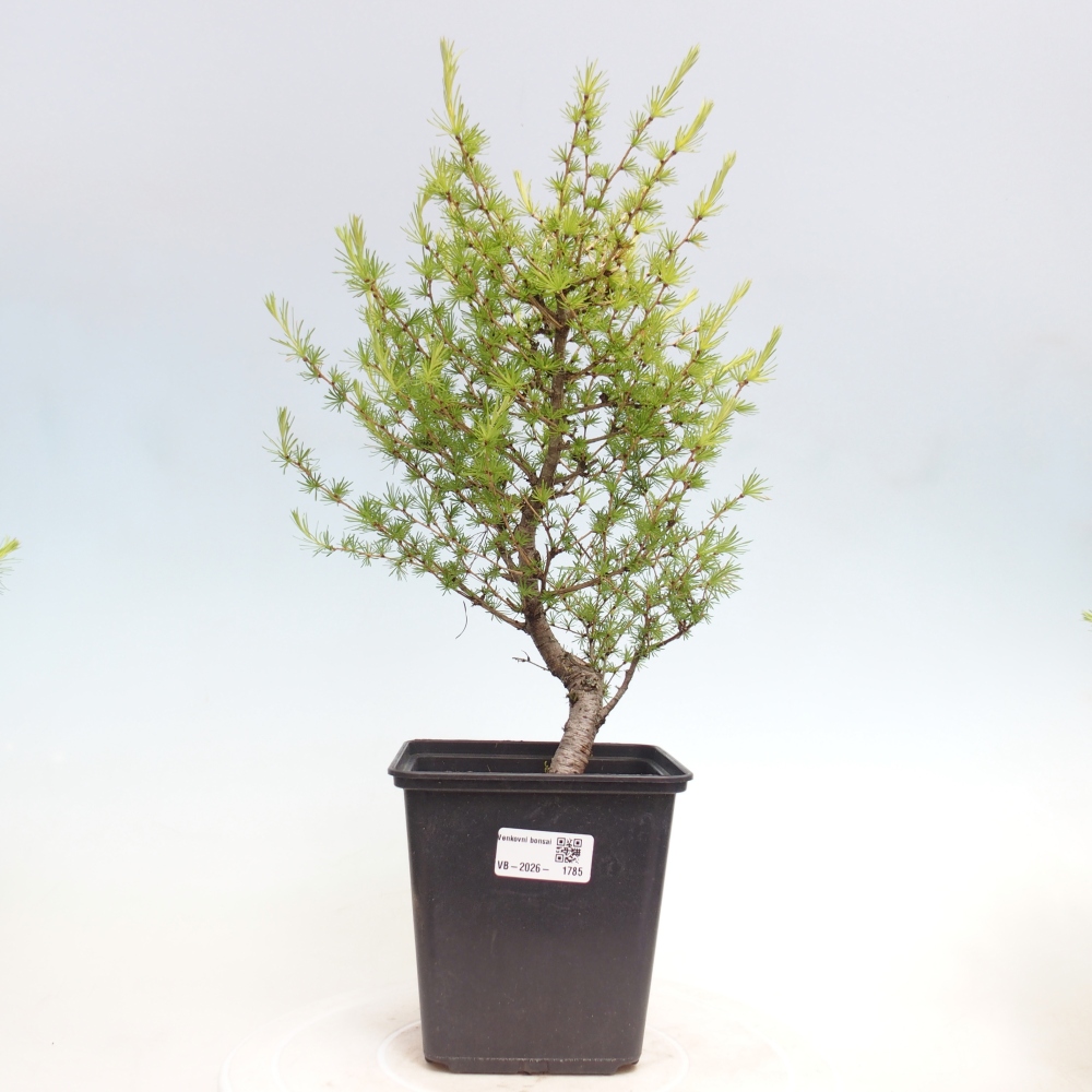 Bonsai voor buiten -Larix decidua - Lariks