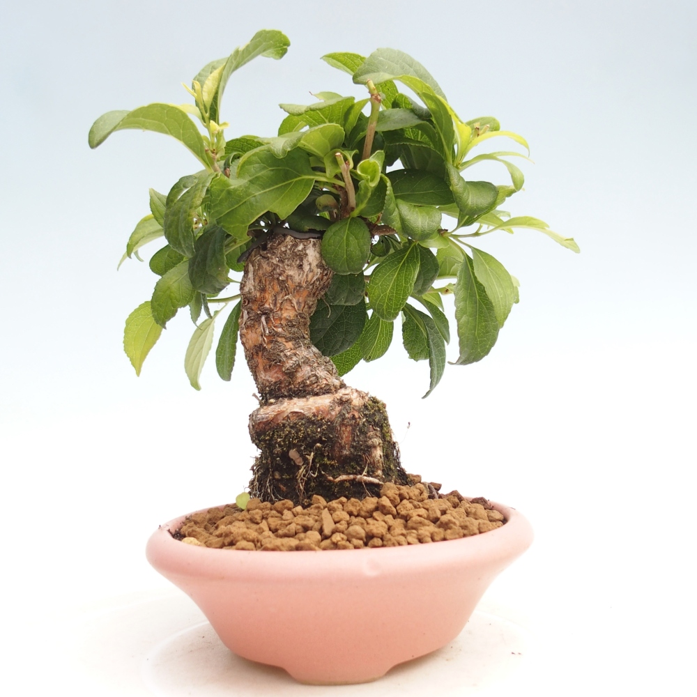 Bonsai voor buiten - Celastrus orbiculatus