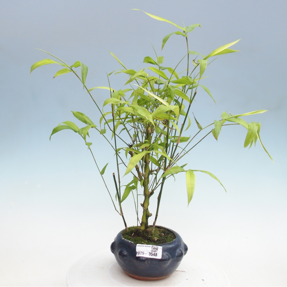 Kamerbonsai - Bamboe budha-Bamboe budha buik