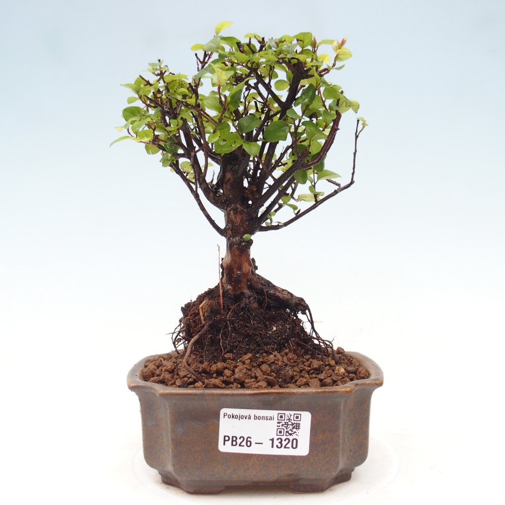 Kamerbonsai - Sageretia thea - Sageretia thea