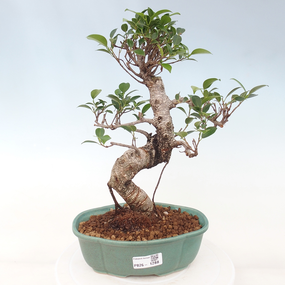 Kamerbonsai - Ficus retusa - kleinbladige ficus