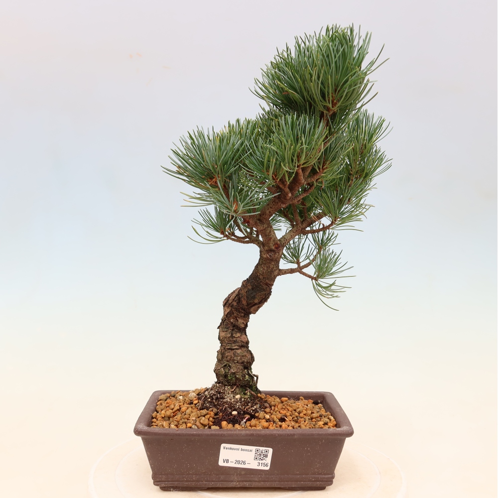 Bonsai voor buiten - Pinus parviflora - Pinus parviflora