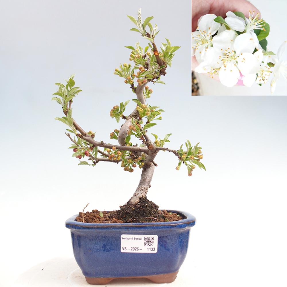 Bonsai voor buiten - Malus sargentii - Appelboom met kleine vruchten