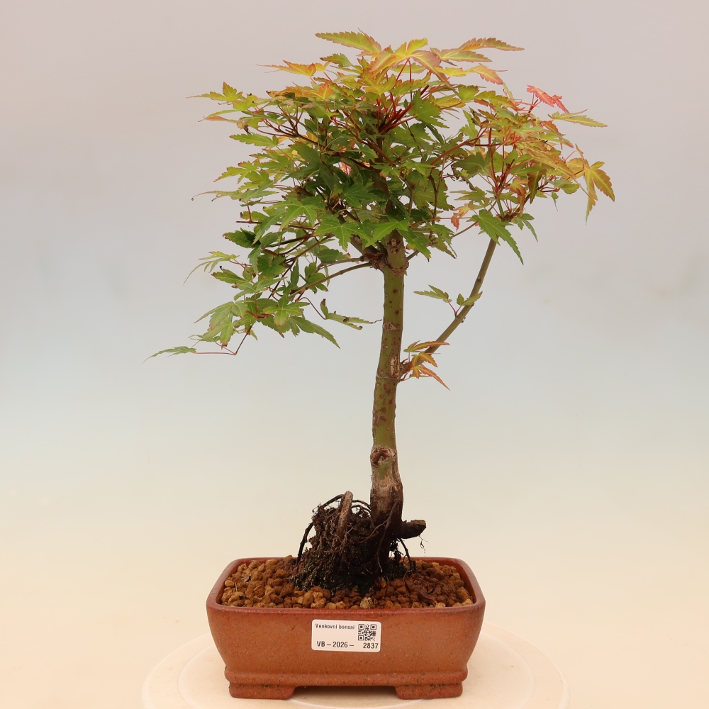 Noorse esdoorn - Acer palmatum Beni Tsukasa