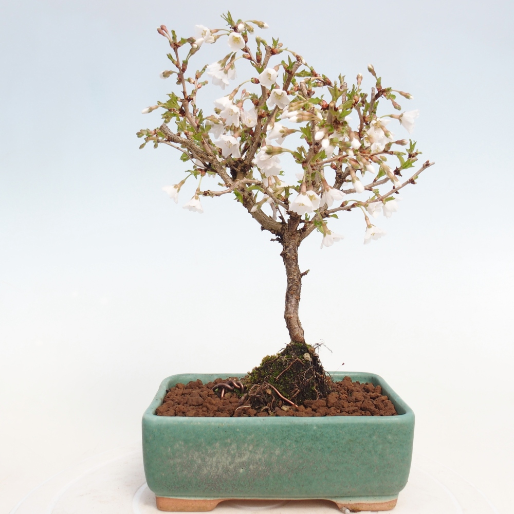 Bonsai voor buiten - Prunus incisa Kojou-no mai-Plivon uitgesneden