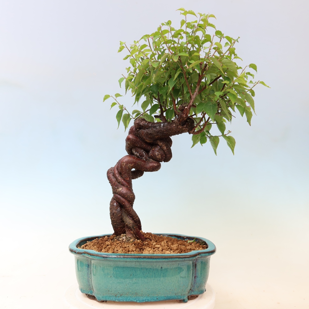 Bonsai voor buiten – Japanse abrikoos – Prunus Mume