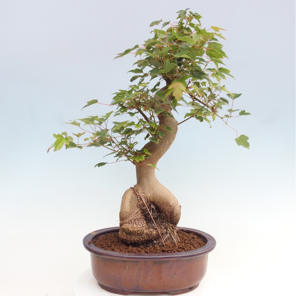 Bonsai voor buiten - Acer Buergerianum - Burgeresdoorn