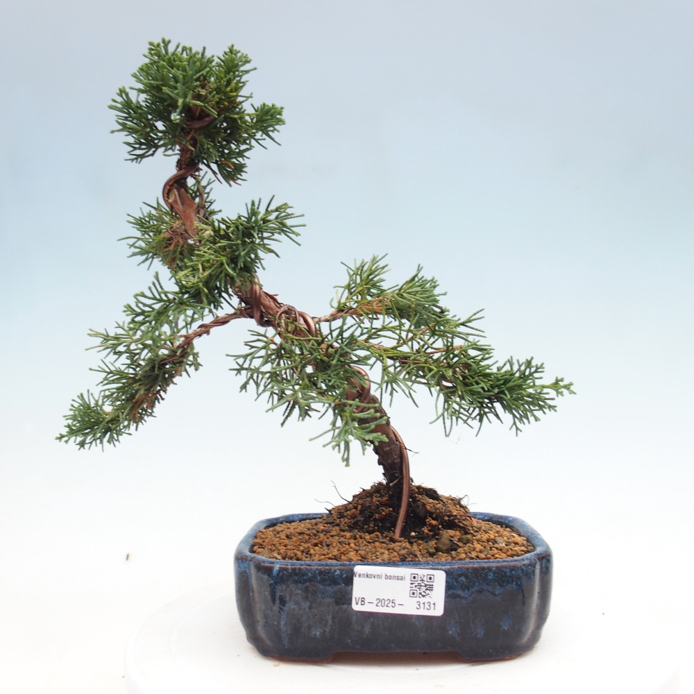 Bonsai voor buiten - Juniperus chinensis Kishu
