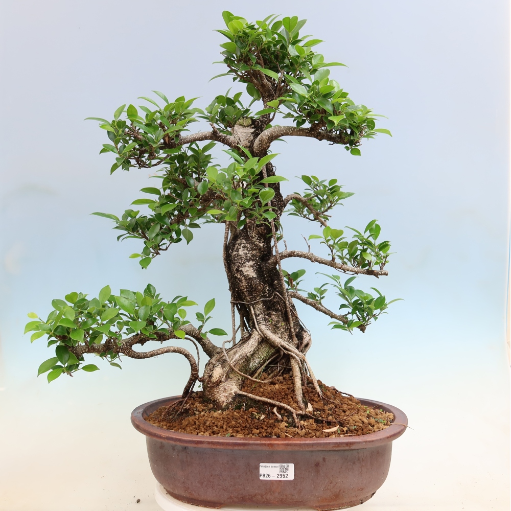 Kamerbonsai - Ficus kimmen - kleinbladige ficus