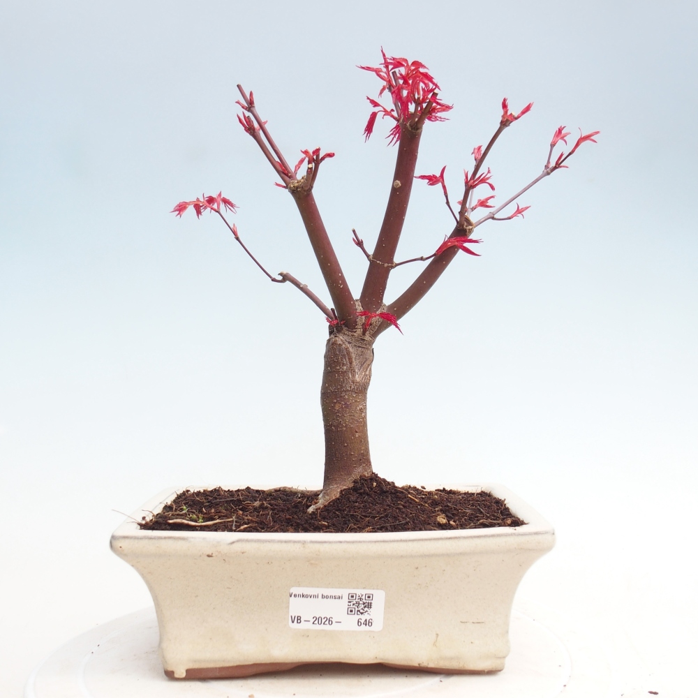 Bonsai voor buiten - Acer palmatum DESHOJO