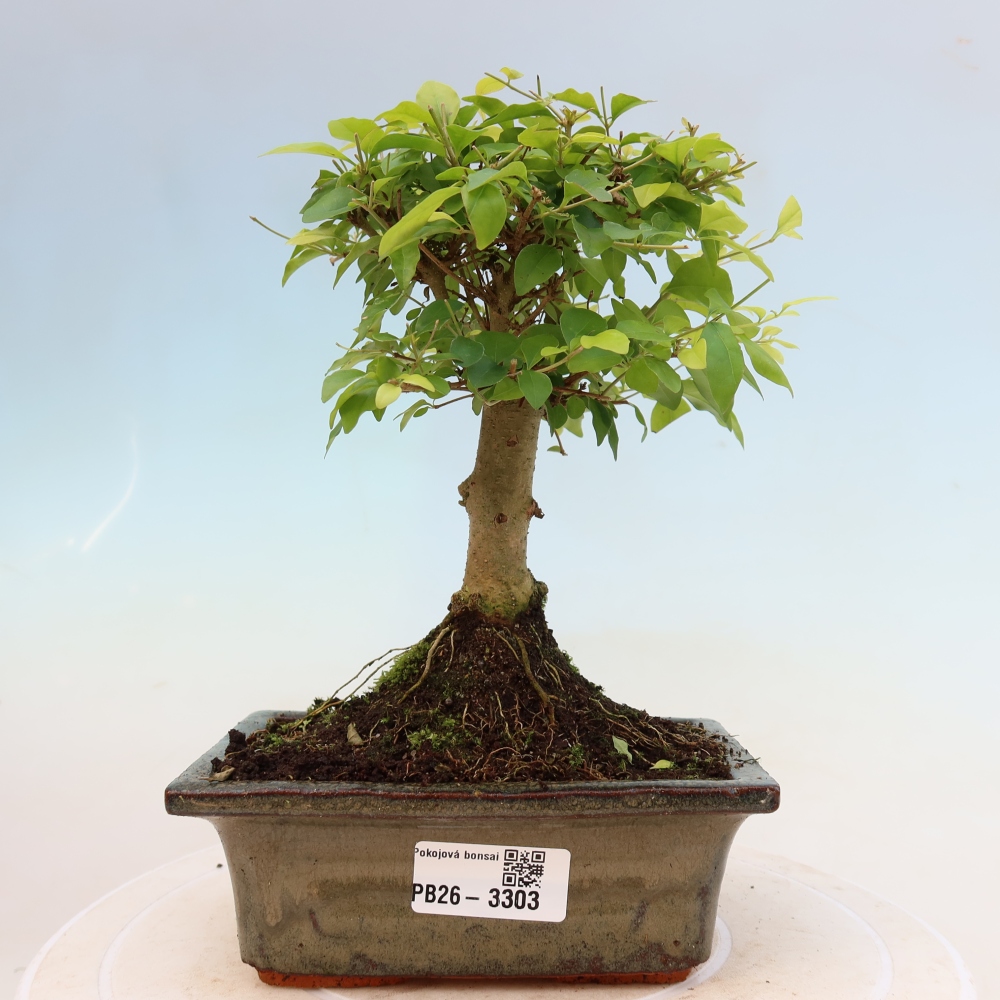 Kamerbonsai -Ligustrum chinensis - Vogelsnavel