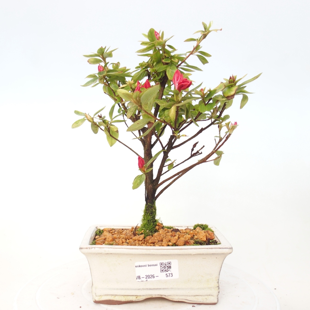 Bonsai voor buiten - Japanse azalea - Azalea sp.