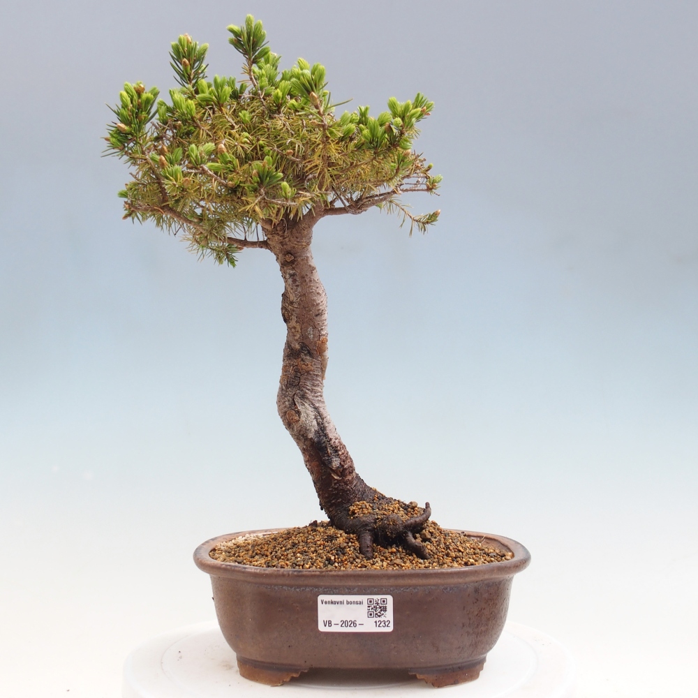 Bonsai voor buiten - Gewone spar - Picea glauca globe