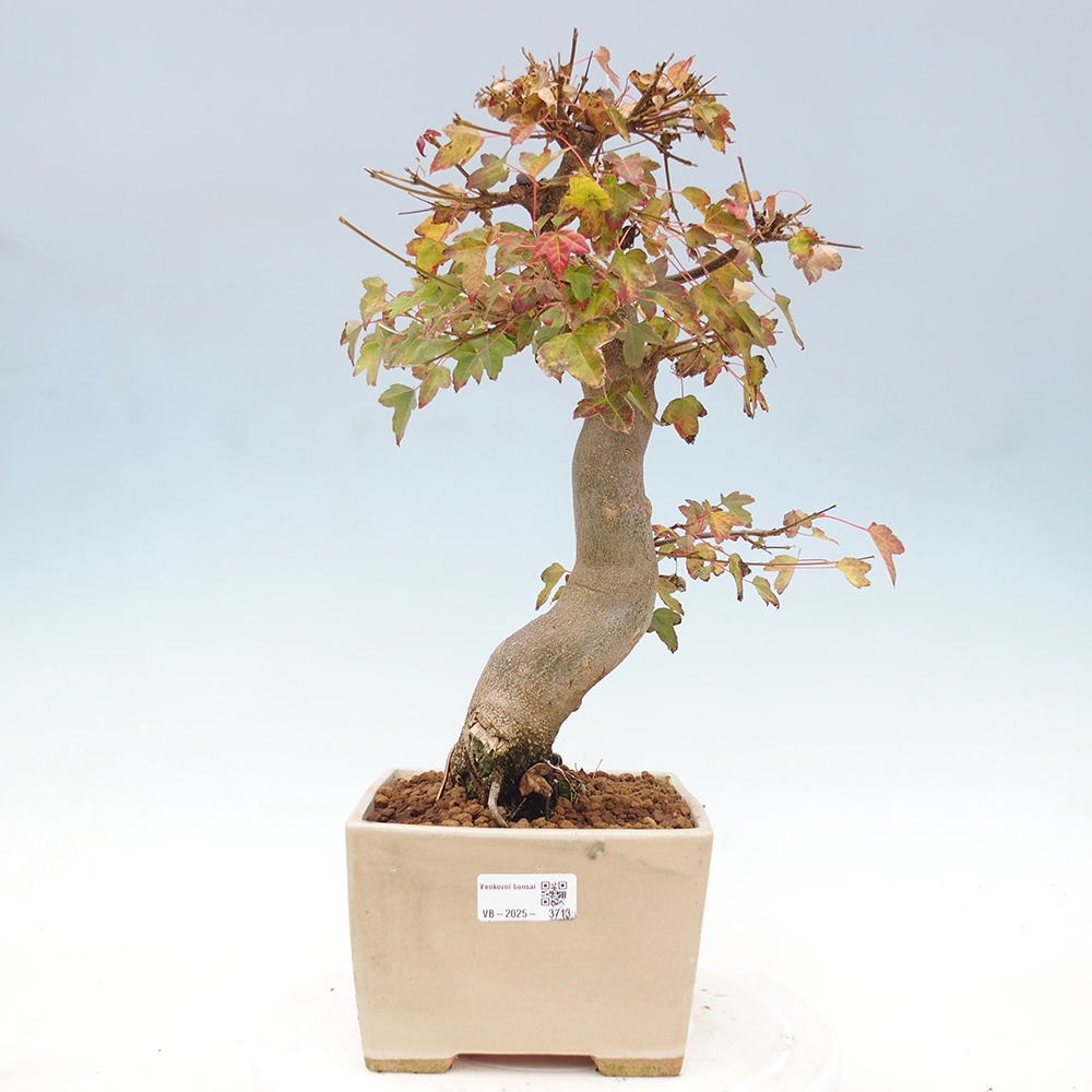 Bonsai voor buiten - Acer Buergerianum - Burgeresdoorn