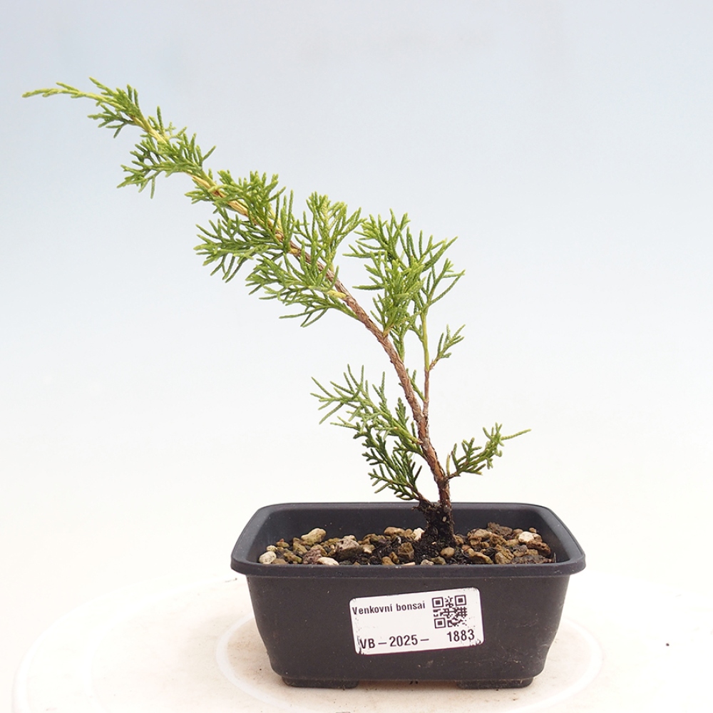 Bonsai voor buiten - Juniperus chinensis Itoigawa
