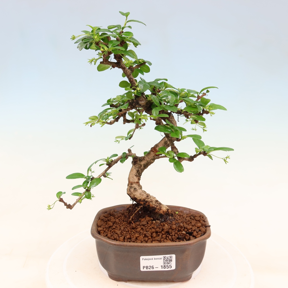 Kamerbonsai - Carmona macrophylla - Thee fuki