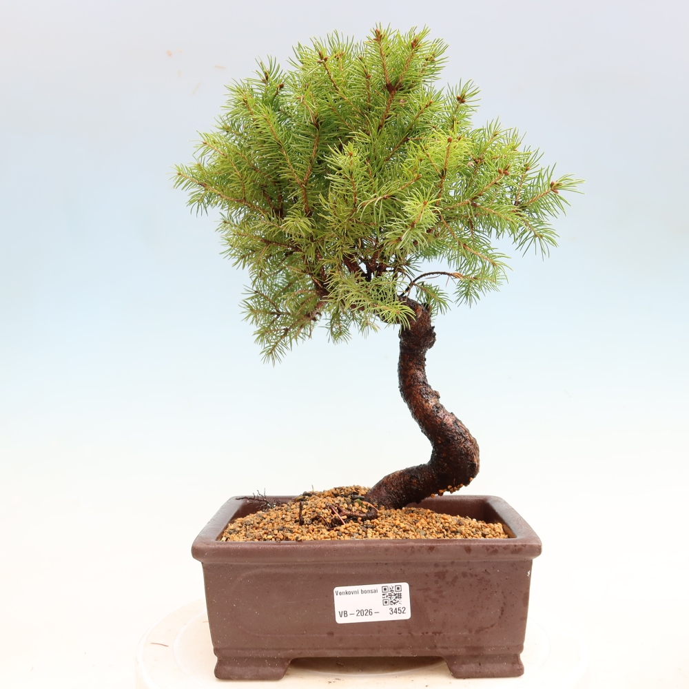 Buitenbonsai – Grijze spar – Picea glauca globe