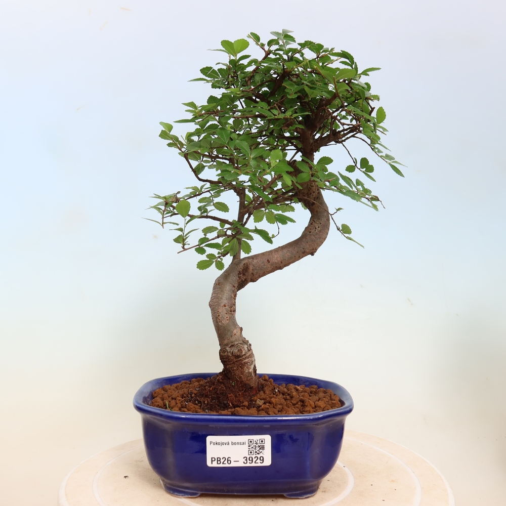 Kamerbonsai - Ulmus parvifolia - Winteriep