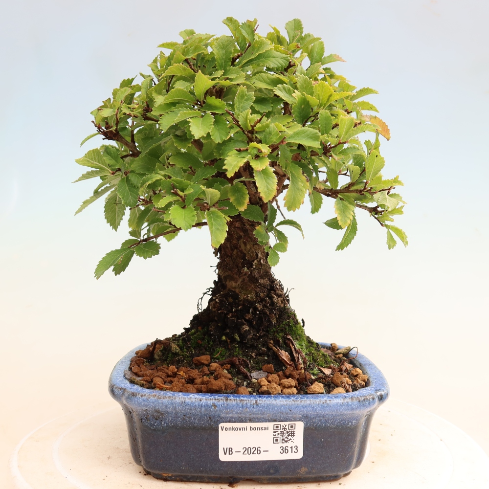 Bonsai voor buiten - Zelkova - Zelkova NIRE