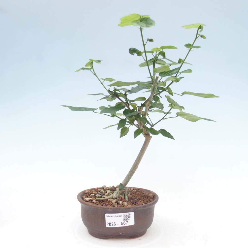 Bonsai voor binnen - Malvaviscus arboreus