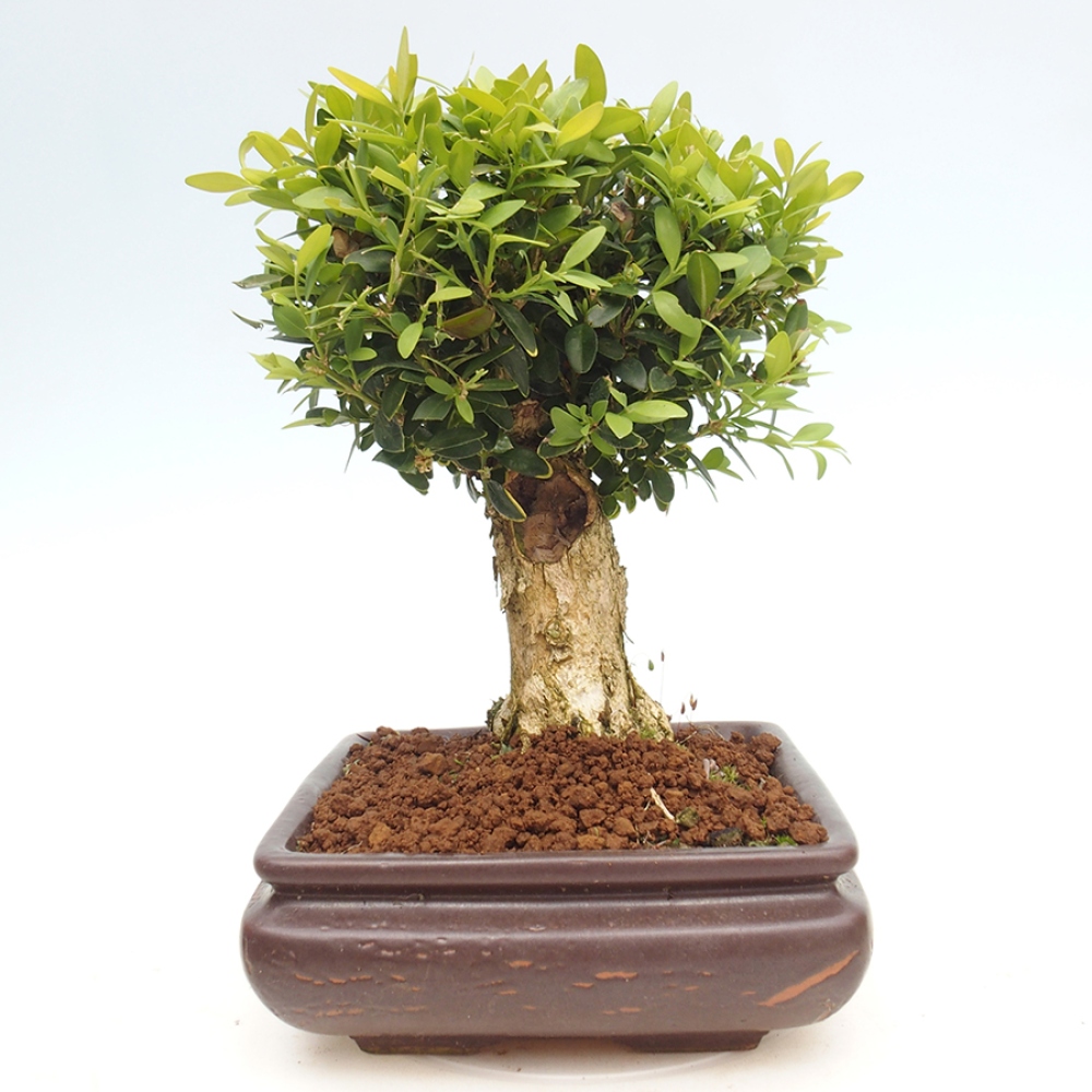 Bonsai voor buiten - Buxus sempervirens - buxus