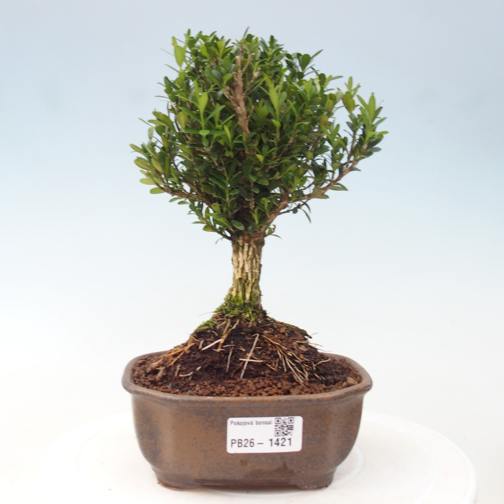 Kamerbonsai - Buxus harlandii - kurk buxus