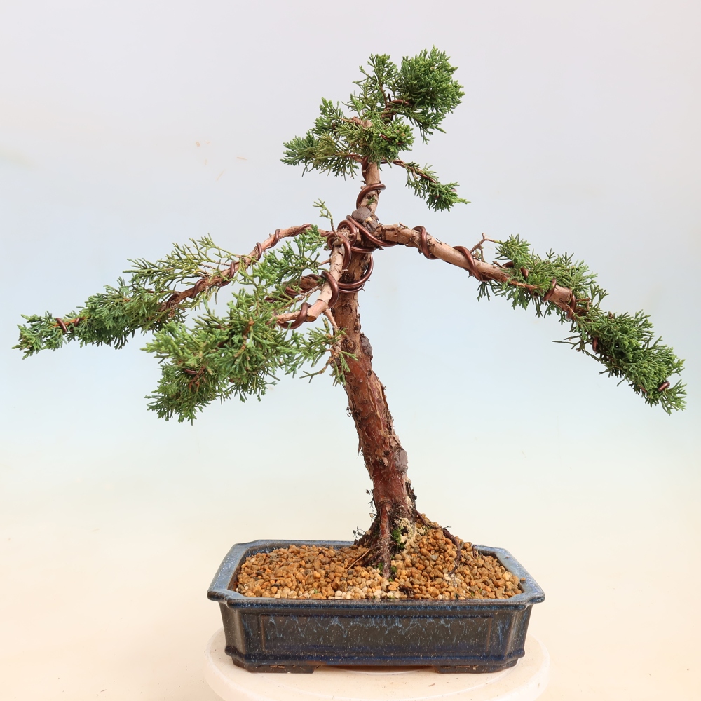 Bonsai voor buiten - Juniperus chinensis Kishu