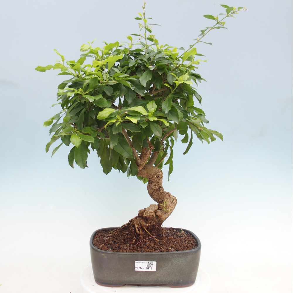 Kamerbonsai - Duranta repens -Duranta