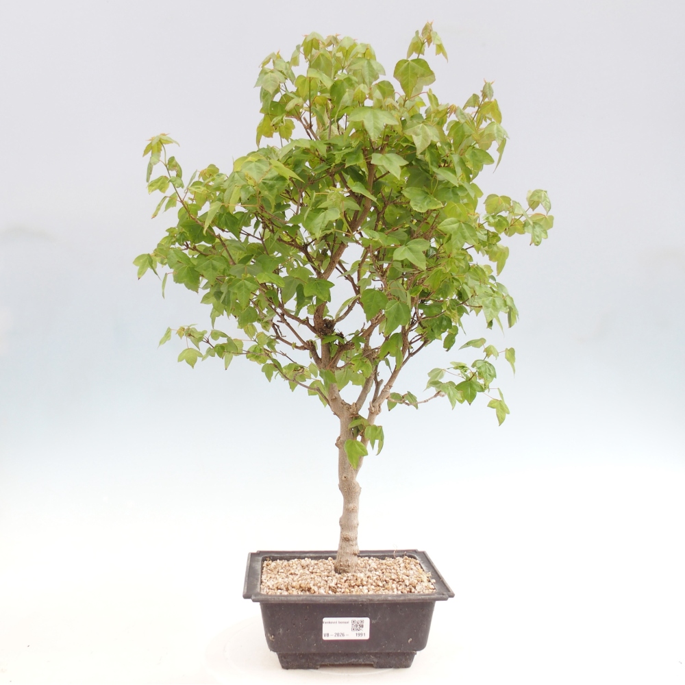 Bonsai voor buiten - Acer Buergerianum - Burgeresdoorn