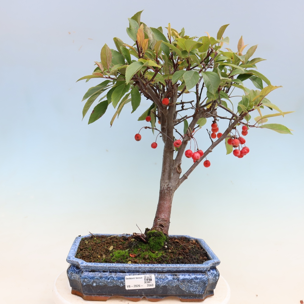 Bonsai voor buiten -Malus domestica - Roodbladige appelboom met kleine vruchten