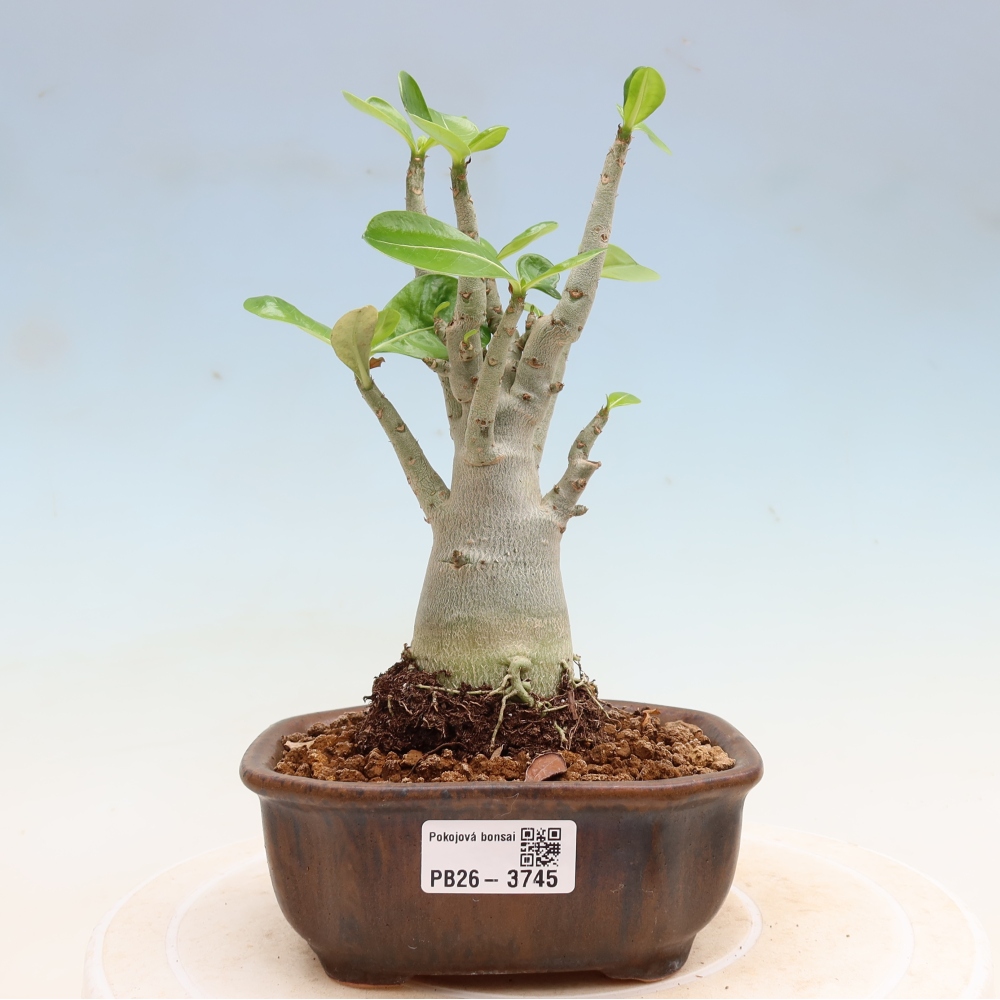 Kamerbonsai - Adenium obesum Red Star - Woestijnroos