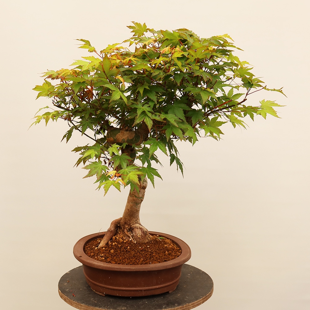 Bonsai voor buiten - Esdoorn palmatum - Palmen