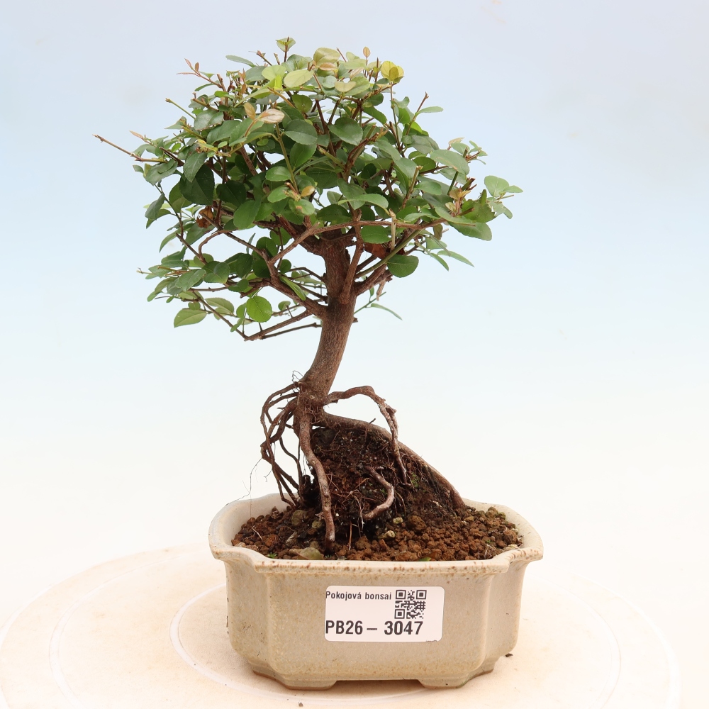 Kamerbonsai - Sageretia thea - Sageretia thea