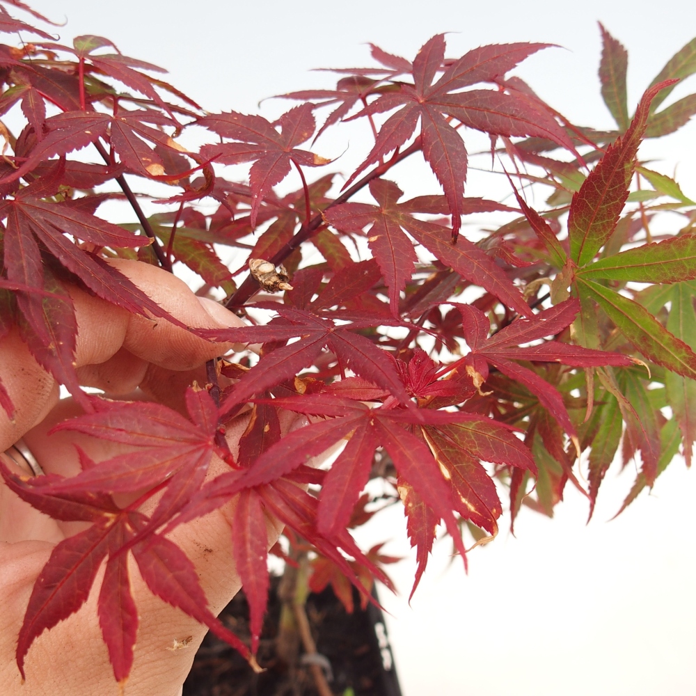 Bonsai voor buiten - Acer palmatum Berry Broom in container