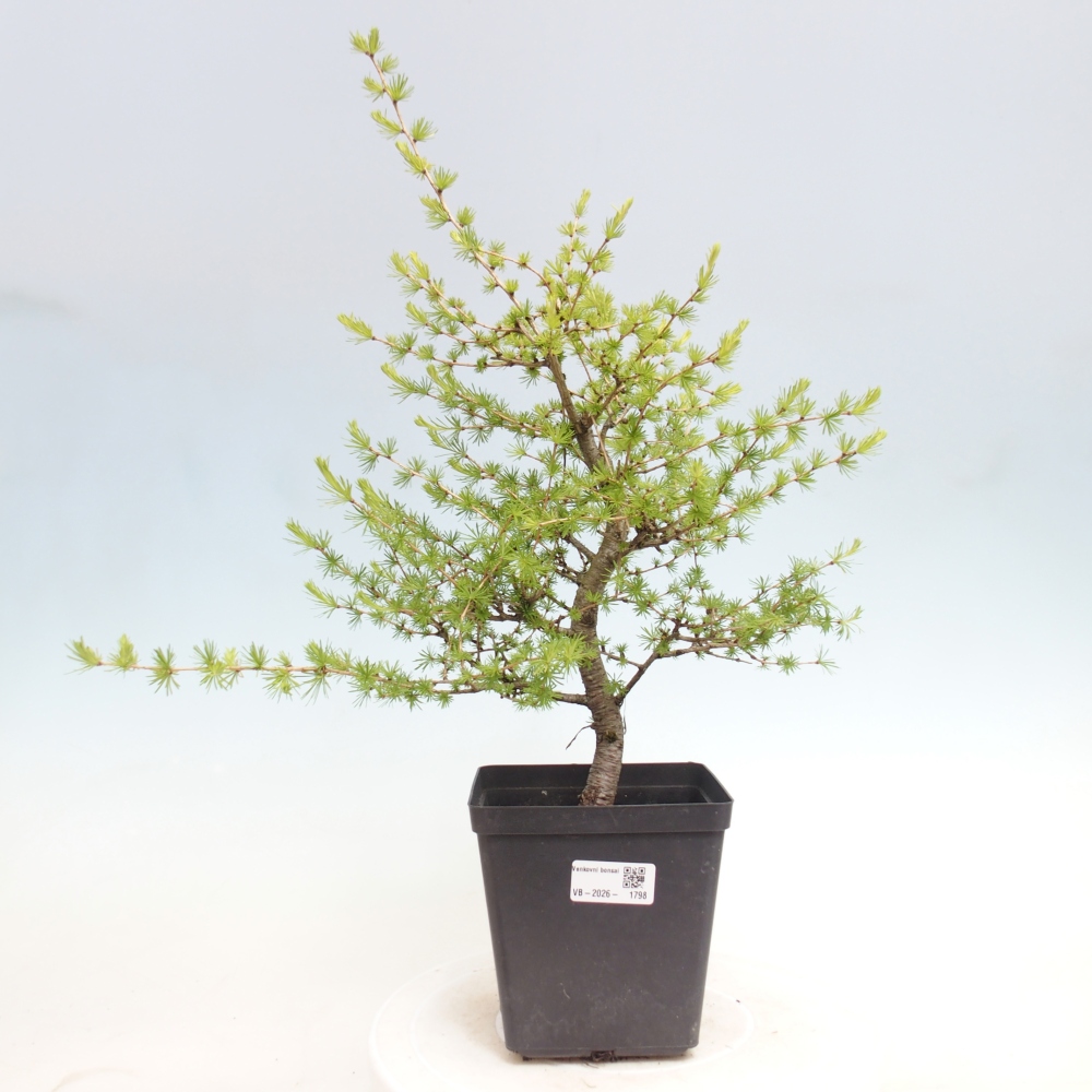 Bonsai voor buiten -Larix decidua - Lariks