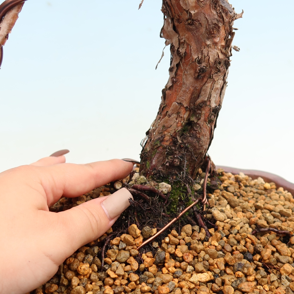 Bonsai voor buiten - Juniperus chinensis Kishu