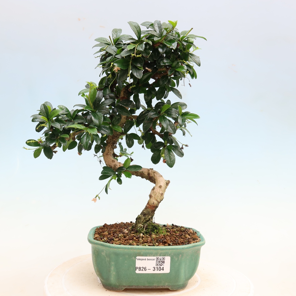 Kamerbonsai - Carmona macrophylla - Thee fuki