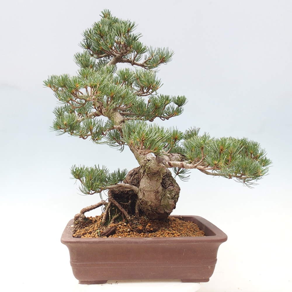 Bonsai voor buiten - Pinus parviflora - Pinus parviflora