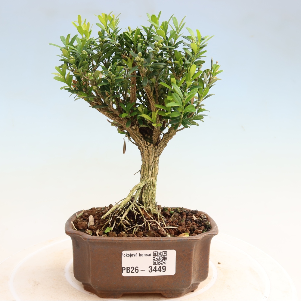 Kamerbonsai - Buxus harlandii - kurk buxus